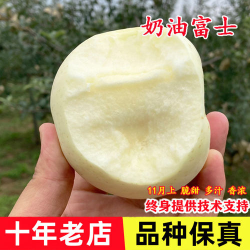 嫁接奶油富士苹果树苗特