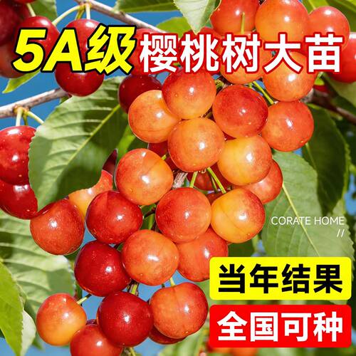 樱桃树果苗大樱桃苗南北方红妃车厘子嫁接果树苗盆栽种植庭院耐寒