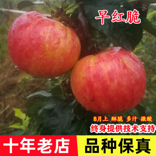 苹果树果苗嫁接老品种早
