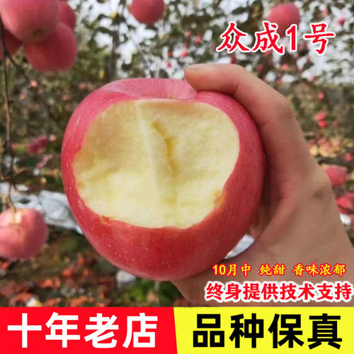 嫁接烟台脆甜红富士苹果