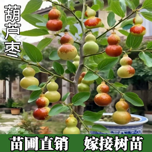 葫芦枣树活苗果树苗木耐寒盆栽嫁接苗超大号庭院枣树果苗带土当年