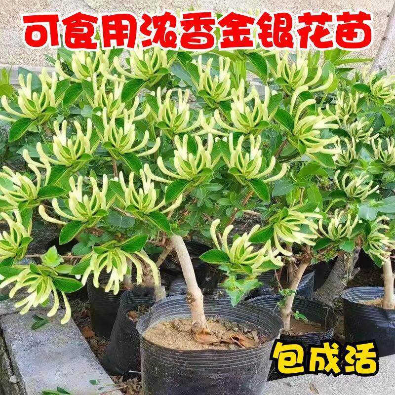 新疆包邮四季金银花树苗盆栽地栽当年开花室内食用药忍冬红色耐寒