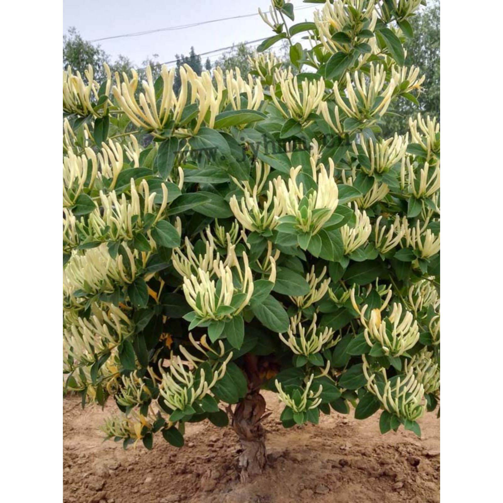 金银花盆栽花苗客厅庭院阳台植物花卉爬藤老桩树桩四季耐寒树苗