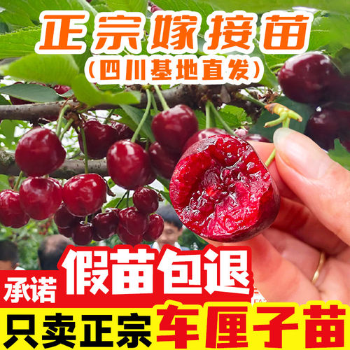 正宗车厘子树苗甜樱桃树苖红妃嫁接苗北方南方种植水果树果苗大全