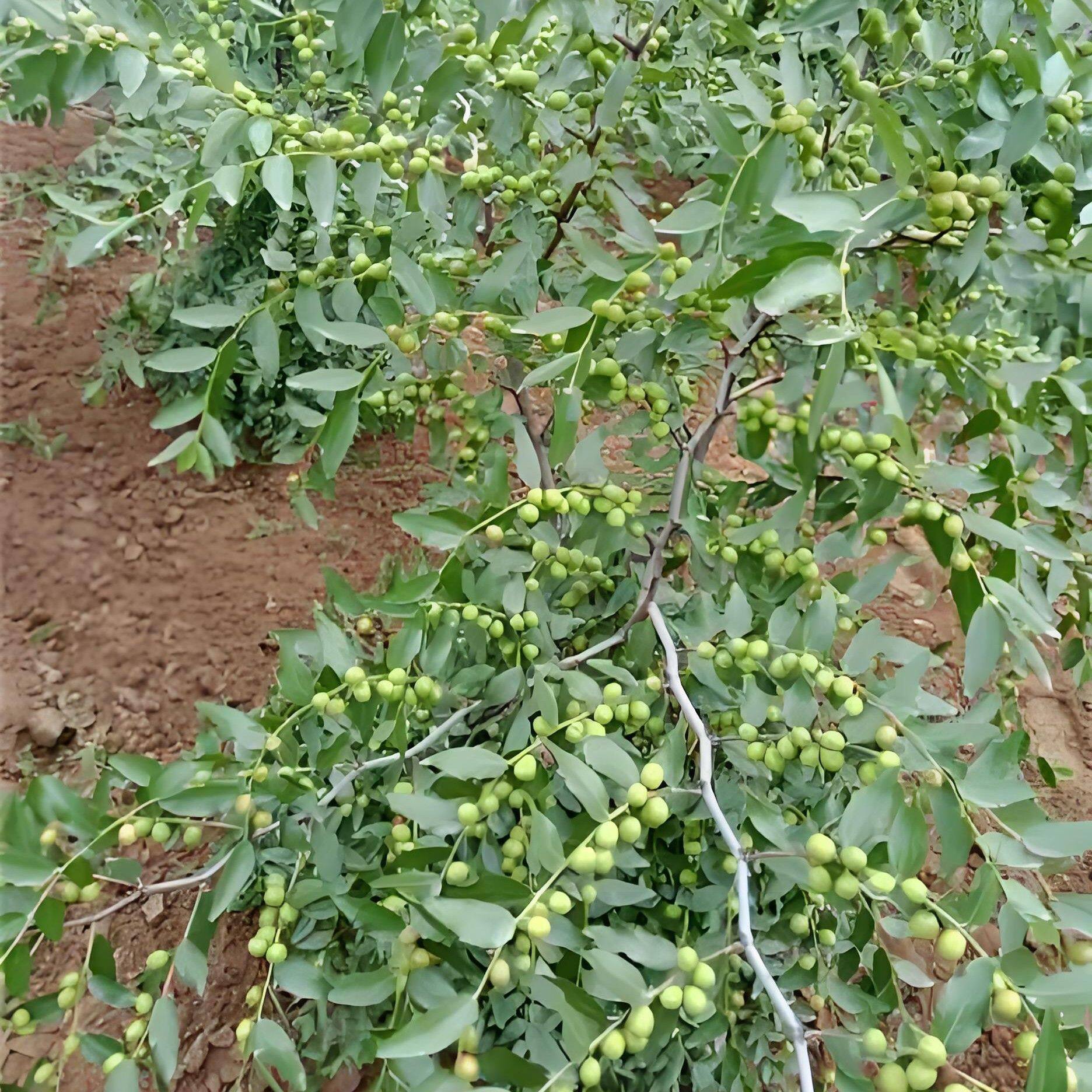 正宗高产药用双仁酸枣苗南北方种植荒地坡地种植当年结果