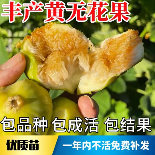 无花果树果苗新疆早黄无花果树苗特大耐寒糖包子无花果苗盆栽地栽
