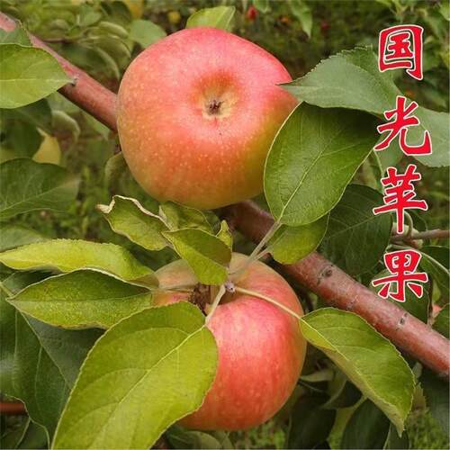老品种大国光苹果树苗嫁