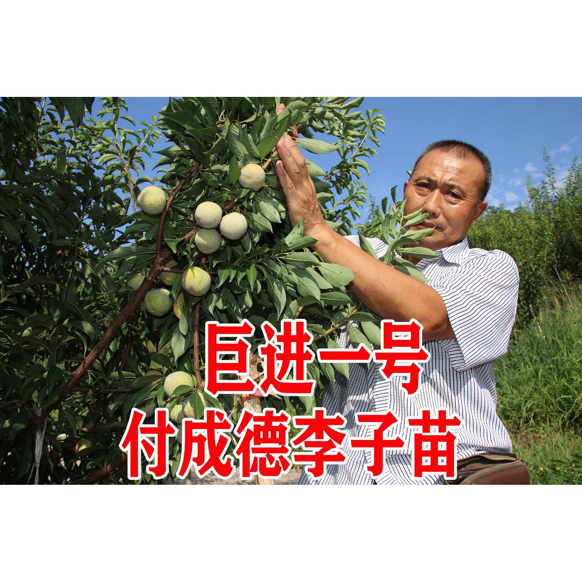 巨进一号 南北方种植新品种四川眉山付成德嫁接脱骨脆李子果树苗