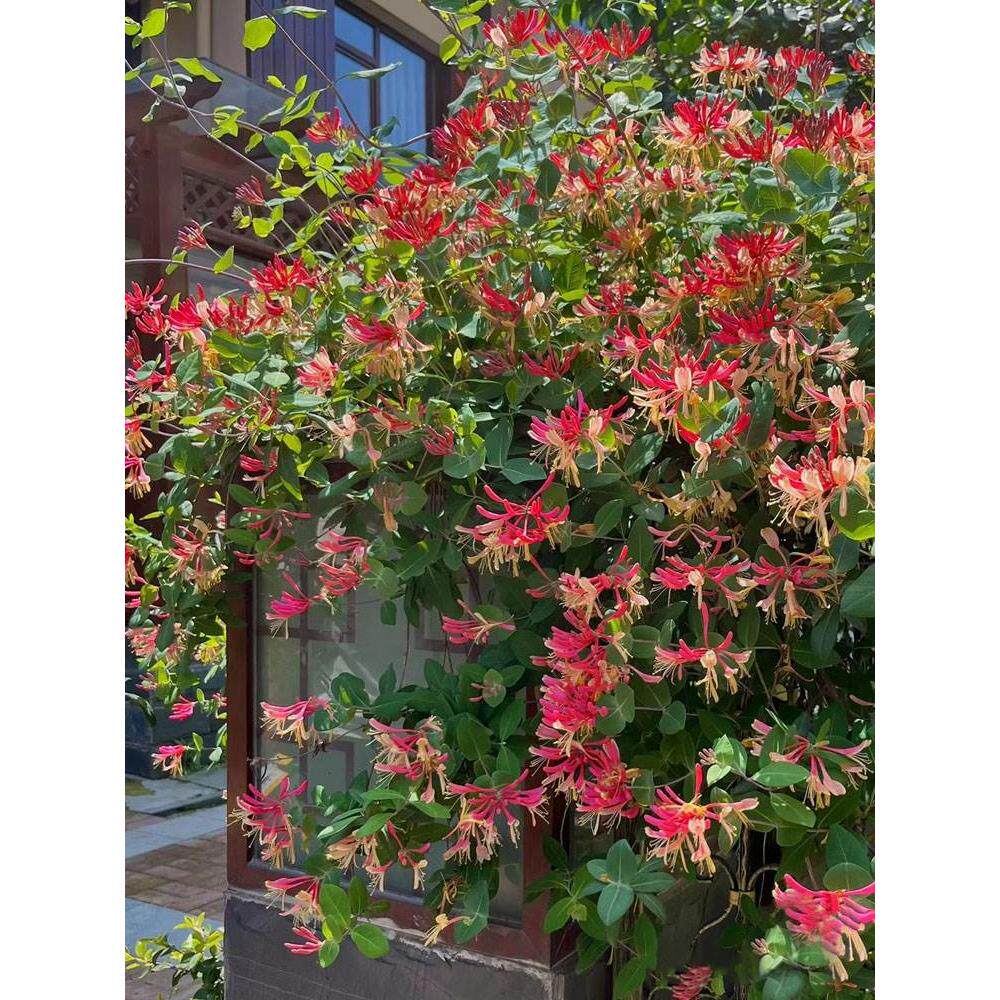 京久红金银花树苗盆栽爬藤植物耐寒垂吊庭院阳台鸳鸯藤浓香忍冬花