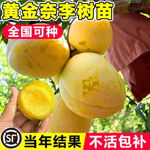 黄金奈李子树苗果树果苗盆栽地栽三华蜂糖新品种特大号南北方种植