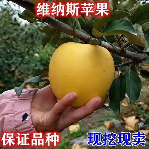 黄金维纳斯苹果树果苗嫁