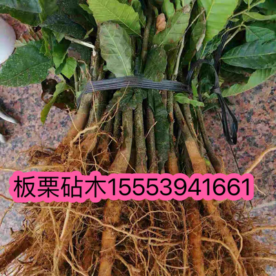 正宗新鲜板栗树苗板栗实生苗板栗砧木毛板栗锥栗苗实生苗现挖现发