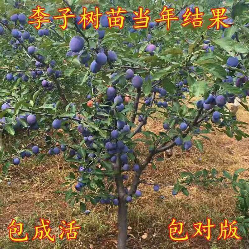 西梅树苗特大李子树苗嫁接蜂糖李子苗甜脆李苗南北方种植庭院果树