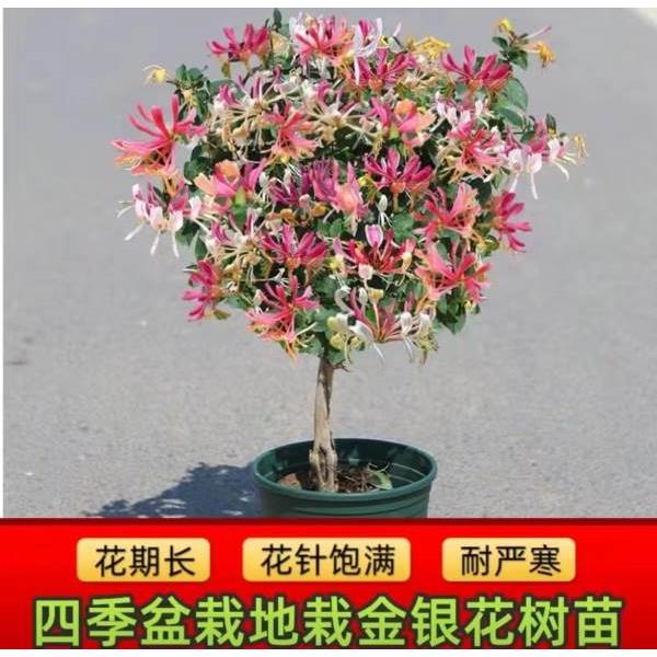 红色金银花树苗可食用药五彩老桩四季开花盆栽阳台庭院爬藤植物