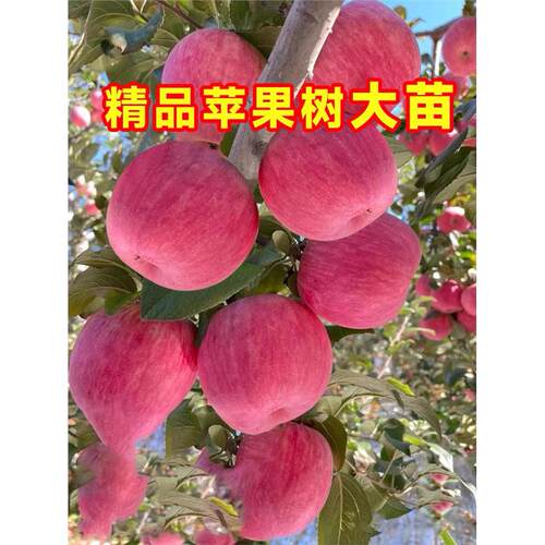 苹果树果苗红富士地栽盆