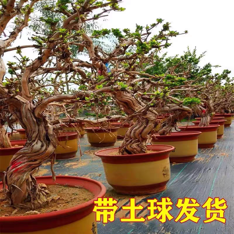 大型金银花盆老桩盆耐寒庭院植物花卉室内客厅盆景阳台金银花树苗