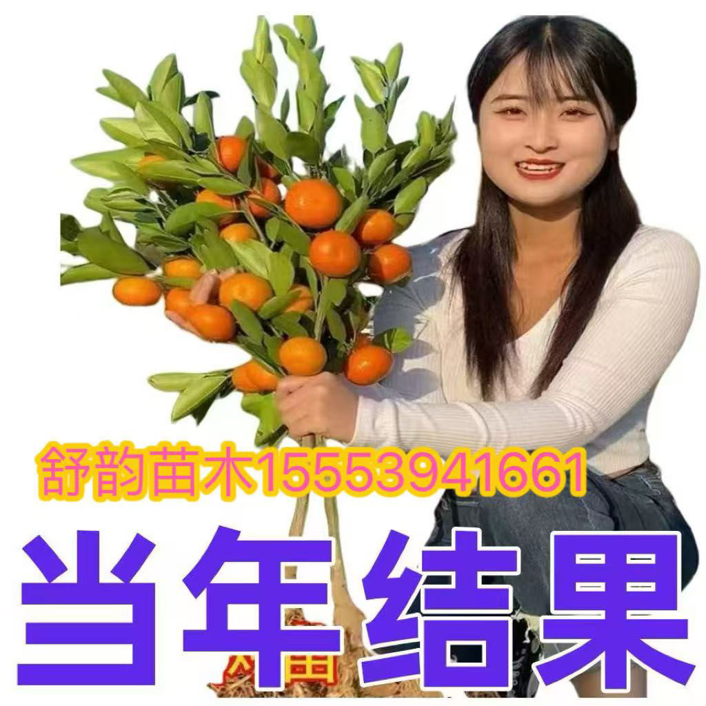 正宗皇帝柑树苗广西嫁接柑橘果树苗贡桔盆栽桔子南方种植当年结果