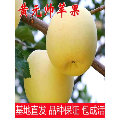 正宗黄元帅苹果树苗耐寒