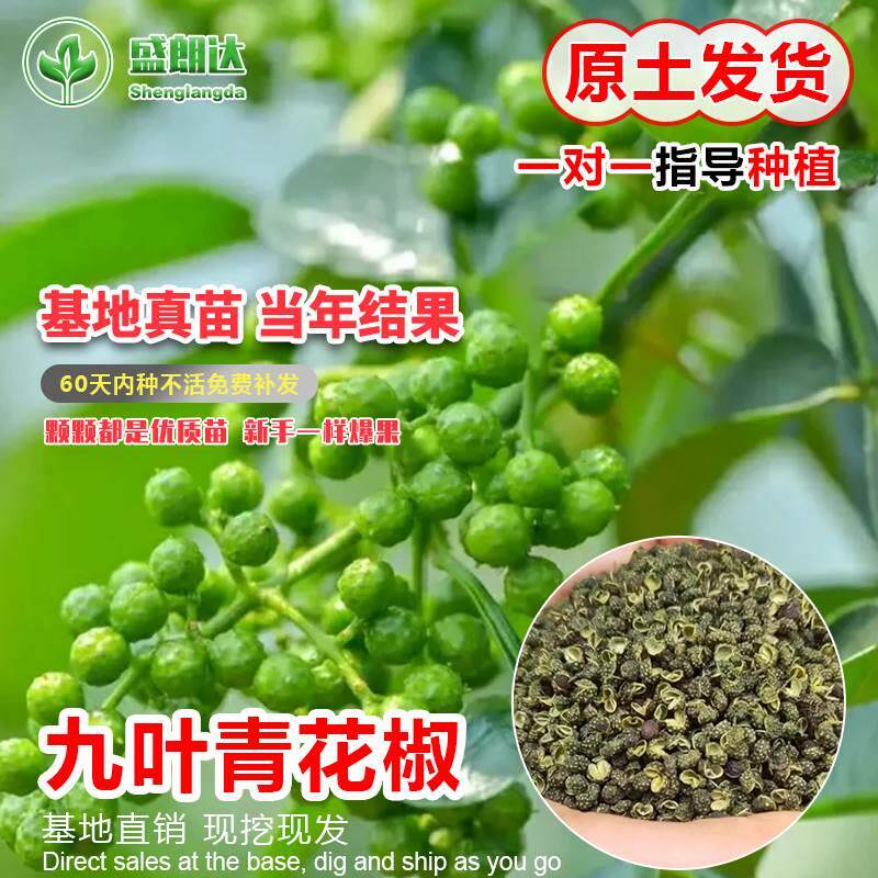 九叶青花椒苗树盆栽藤椒麻椒苗当年结果绿植庭院盆景菜园果树苗