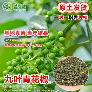 九叶青花椒苗树盆栽藤椒麻椒苗当年结果绿植庭院盆景菜园果树苗