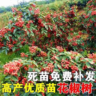 花椒树苗四川麻椒大红袍山东大青稞庭院地址阳台盆栽南北方结果