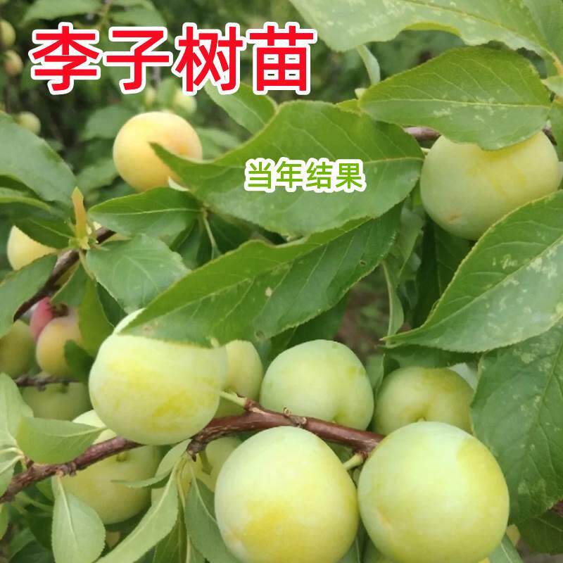 李子树苗嫁接特大蜂糖晚熟四川青脆李脱骨李子苗南北方种果树果苗