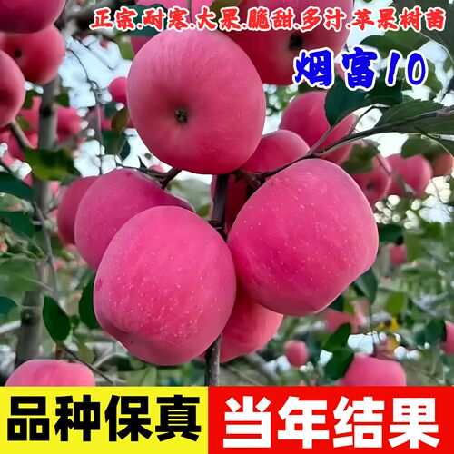 嫁接特大脆甜烟台红富士0