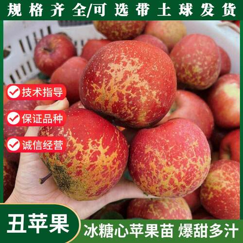 昭通冰糖心丑苹果树苗红