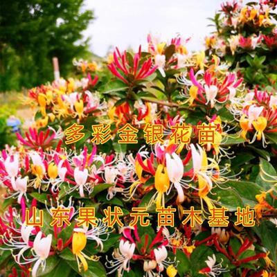 多彩金银花苗南北方种植家庭种植花绿化红色黄白色多彩金银花树苗