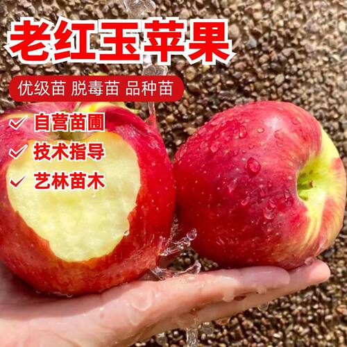 老品种小红玉苹果苗矮化