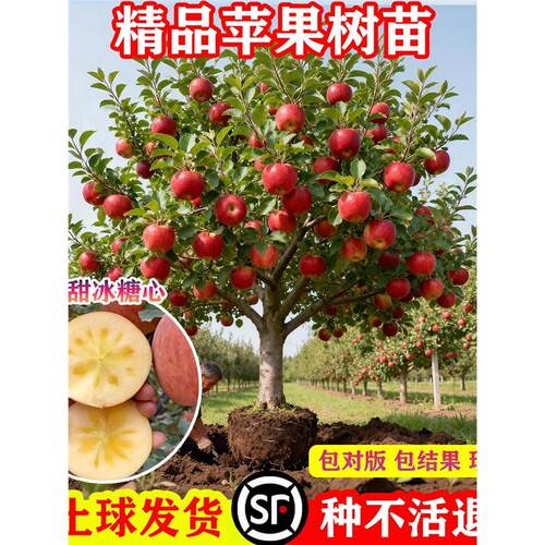 特大号苹果树果苗嫁接红