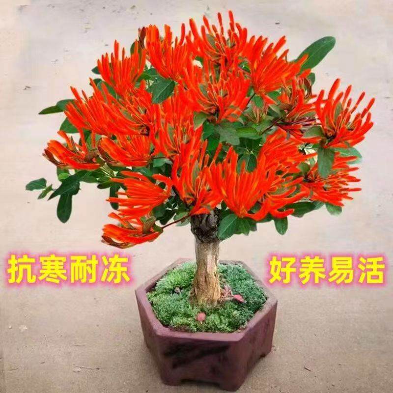 四季红色金银花树苗盆栽地栽新品种净化空气抗寒耐冻浓香型花卉