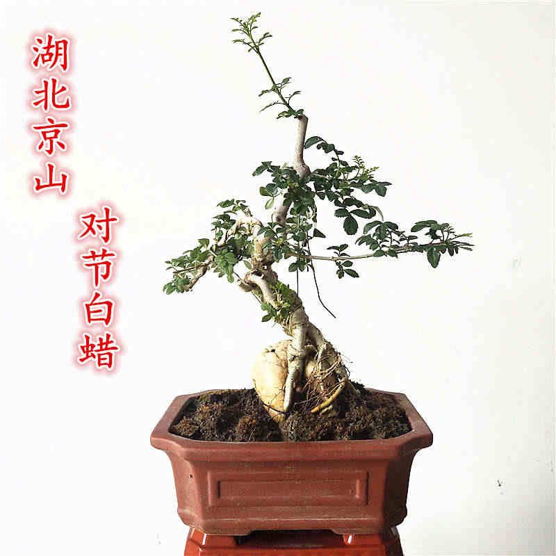 微型矮霸对节白蜡盆景小叶对接白蜡掌中宝阳台耐寒小叶绿植盆栽图片