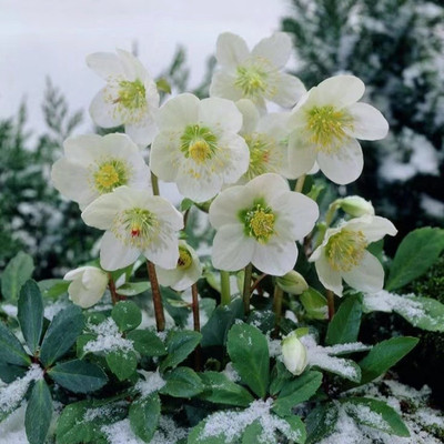 冬季不怕冻的花铁筷子盆栽花苗圣诞玫瑰阳台客厅花卉冰雪玫瑰冬季