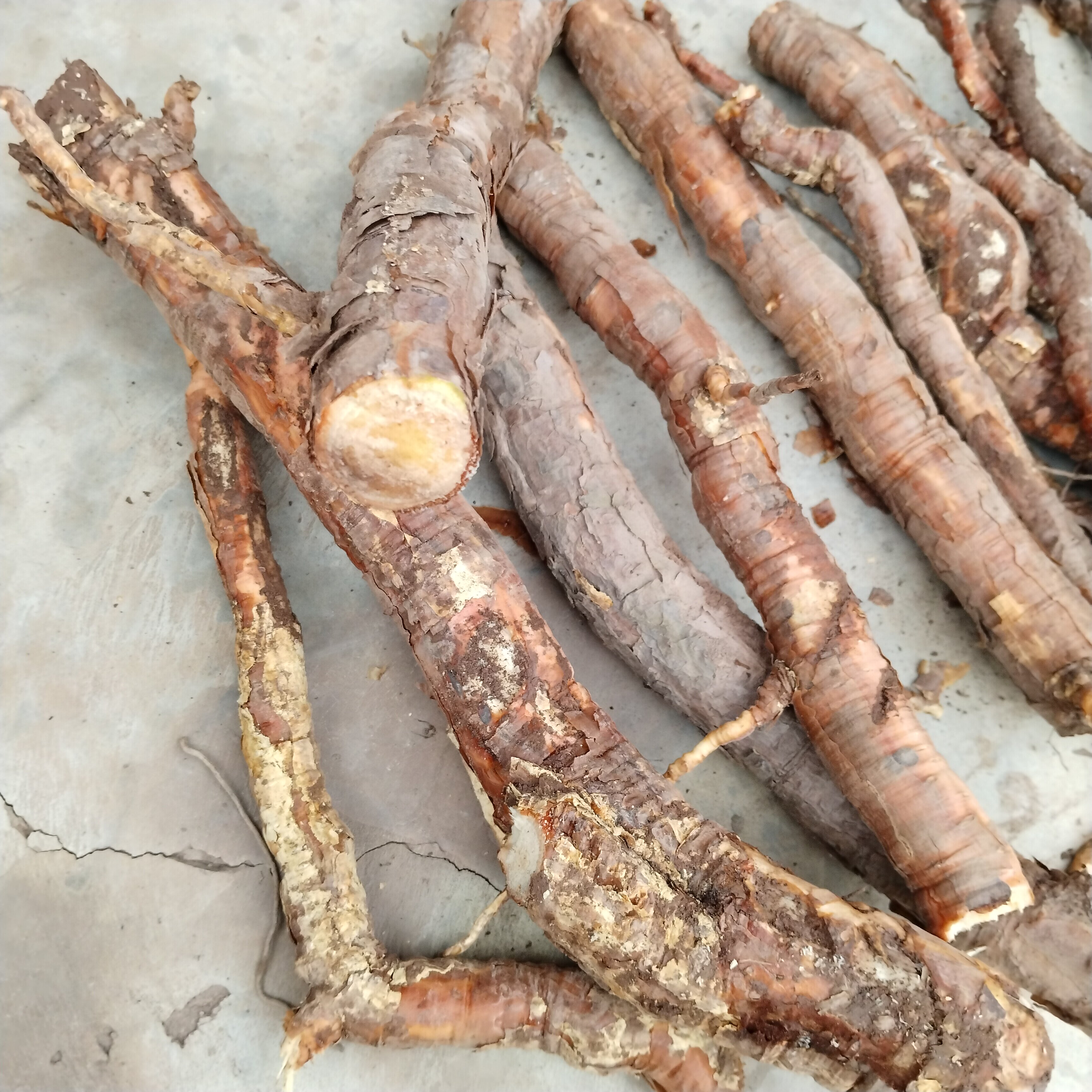 松根中药材山上野生松树根松叶松笔头松球松树皮新鲜干货250克