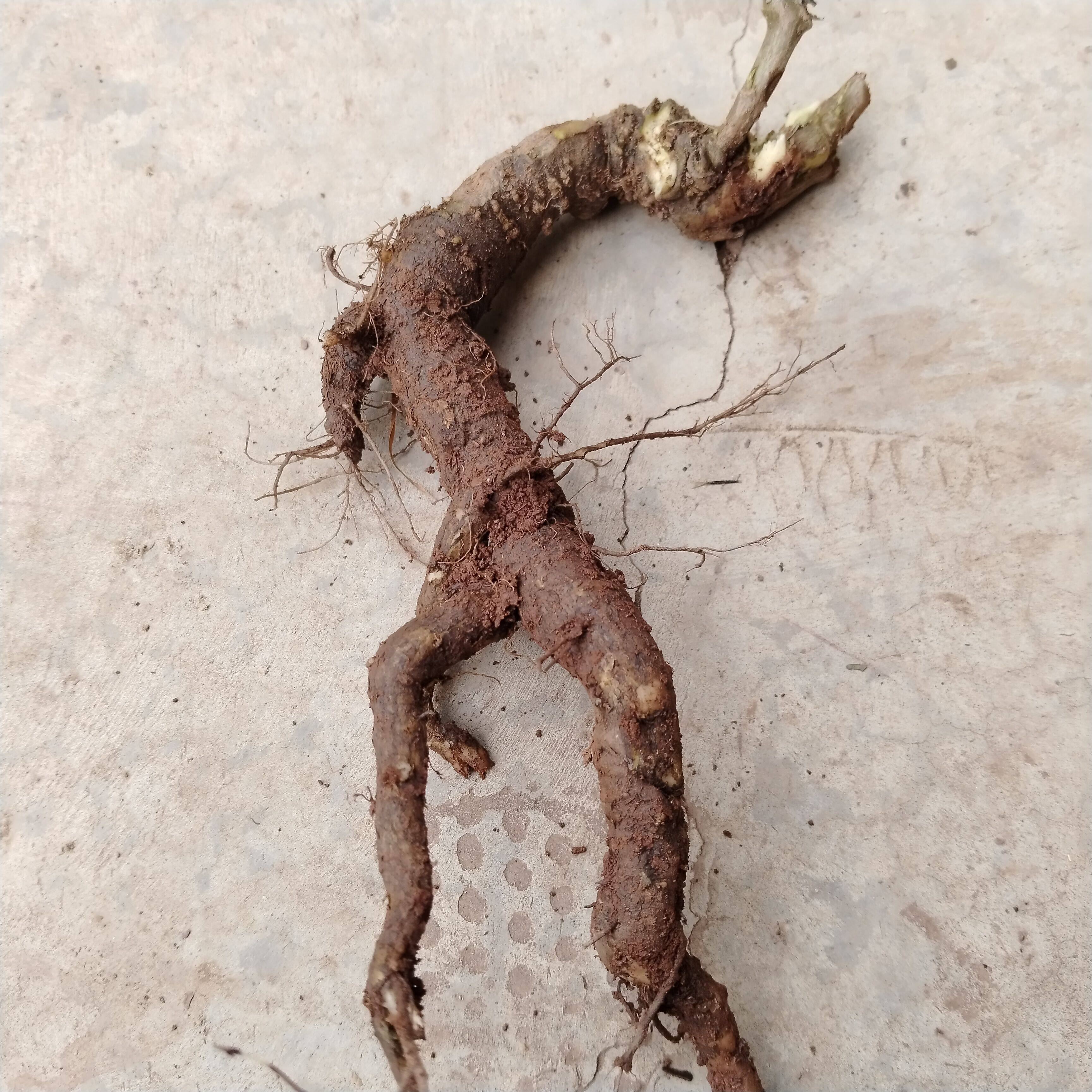 云南野生土人参中药材飞来参申时花栌兰下新鲜根部巴参