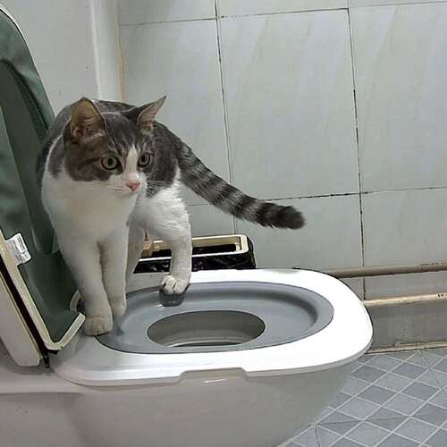猫砂盆猫咪马桶训练器防外溅防带砂防臭猫厕所超大号猫屎盆宠物
