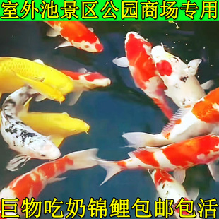 活体纯种大特大锦鲤室外鱼池红白大正三色龙凤招财观赏鱼不死金苗