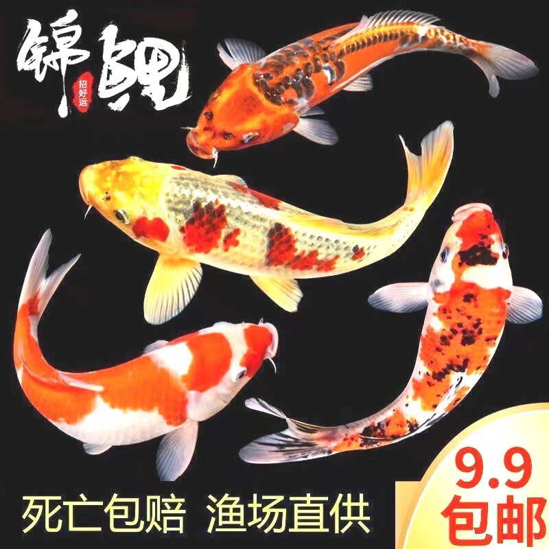 海南广西活体锦鲤吃奶鱼大鱼池景区招财纯种大锦鲤宠物观赏鱼小鱼