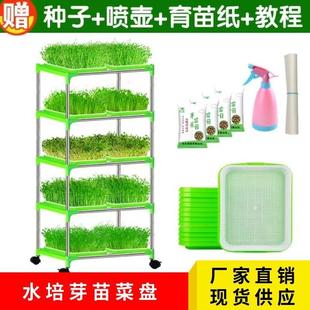 豌豆苗种植架无土栽培家用芽苗菜育苗盆 豆芽发芽盘水培蔬菜设备