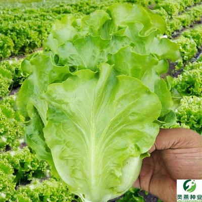 四季正宗意大利生菜种子冬季 耐冬耐冻 青菜种子生菜籽菜种子大全