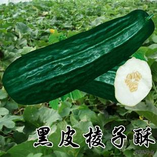 原装黑皮棱子酥种子六棱酥菜瓜老品种籽黑皮酥瓜大田水果蔬菜大全