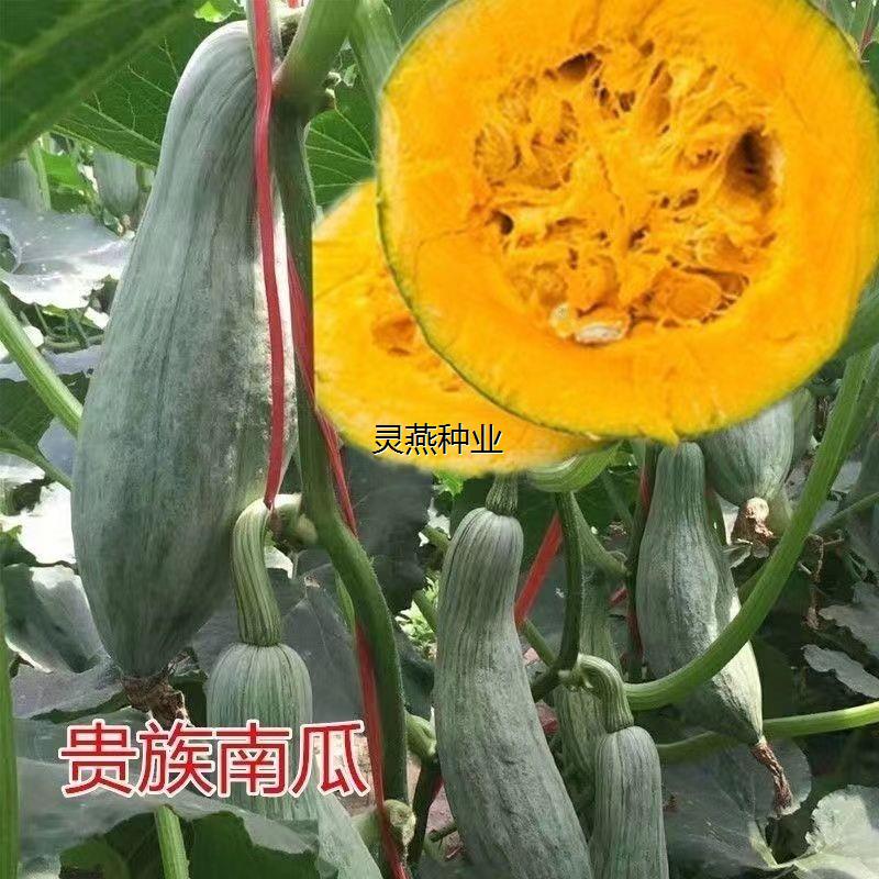 贵族南瓜种子蔬菜种籽甜面瓜板栗四季盆栽春季夏秋冬季水果种孑