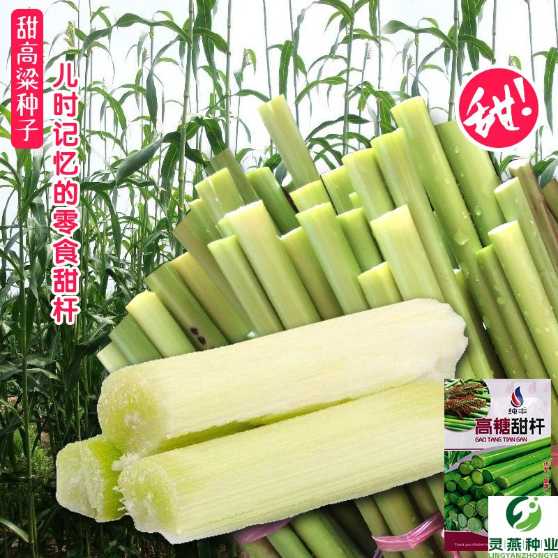 甜高粱种子农家老品种高糖绿皮高粱春秋播种小甘蔗种孑脆甜杆种籽