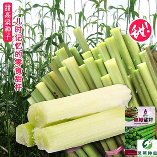 甜高粱种子农家老品种高糖绿皮高粱春秋播种小甘蔗种孑脆甜杆种籽