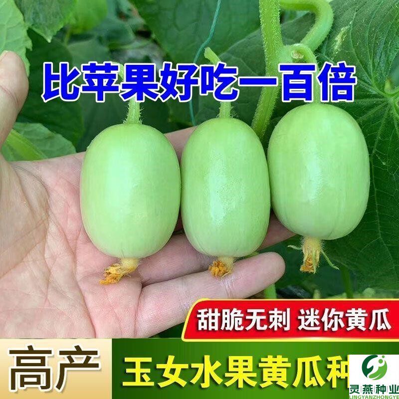 玉女水果黄瓜种子迷你小黄瓜籽生吃脆甜无渣春秋种植阳台盆栽种子