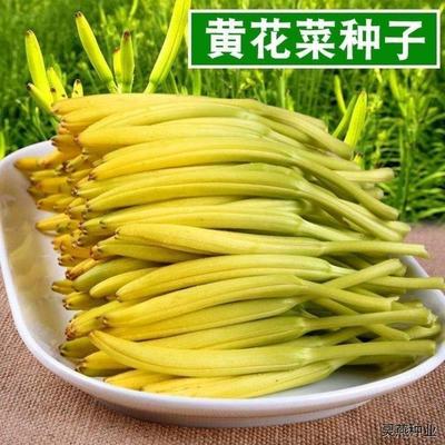 高产黄花菜种子四季播种野菜种籽金针菜天然补脑菜安神菜蔬菜种子