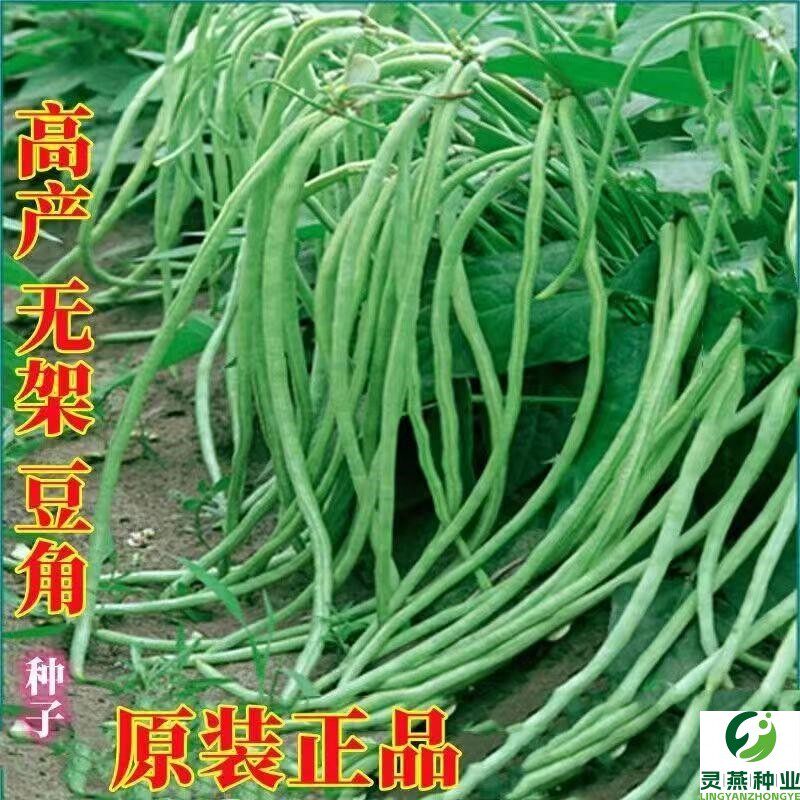 摘不败无架长豆角种子不用搭架子的长豆角蔬菜种籽四季播种长豇豆
