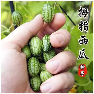拇指西瓜种子西瓜种籽春季秋迷你小盆栽四季阳台西瓜水果蔬菜种孑