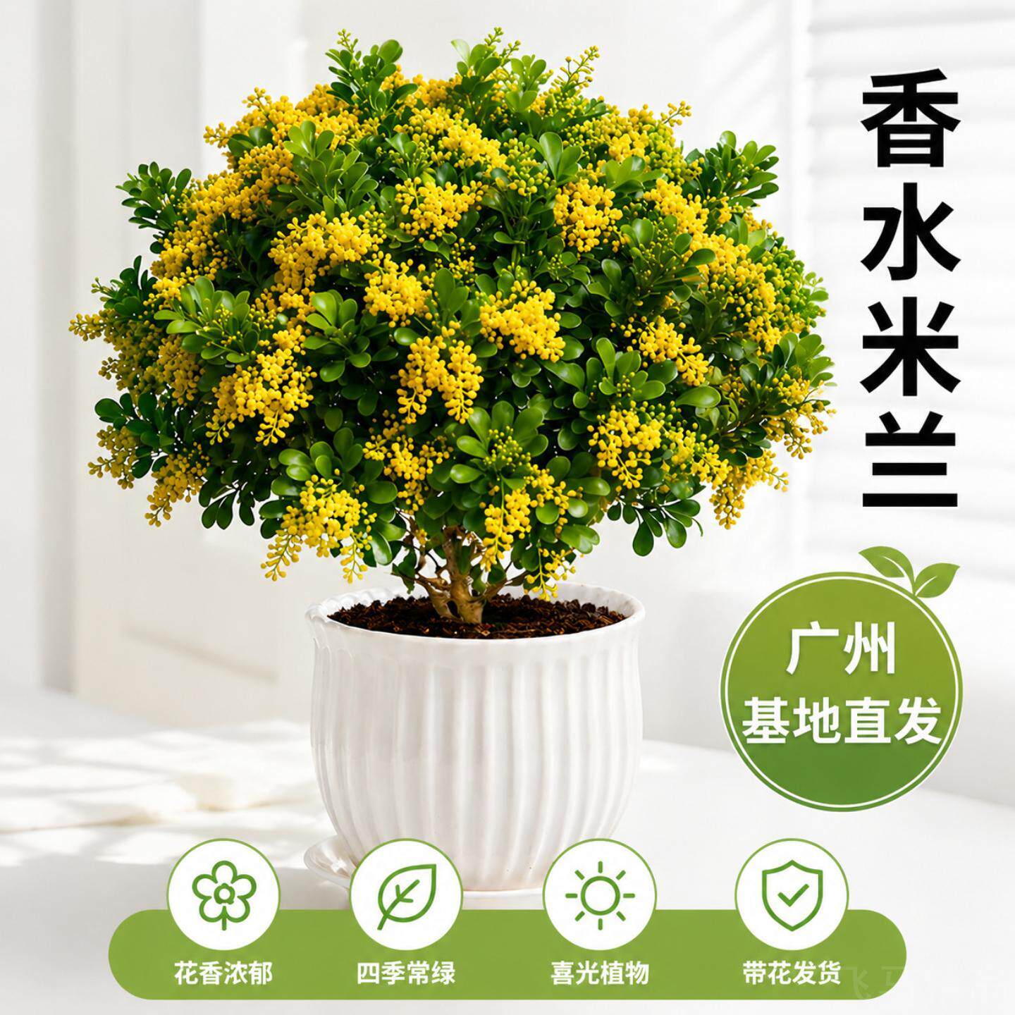 香水米兰盆栽客厅卧室四季浓香带